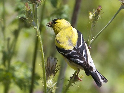 American Goldfinch