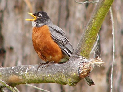 American Robin