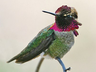 Anna's Hummingbird