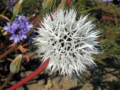 dandelion