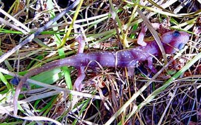 Arboreal Salamander