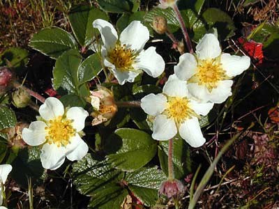 This Beach Strawberry plant is one of 9 white wildflowers found in the Presidio.