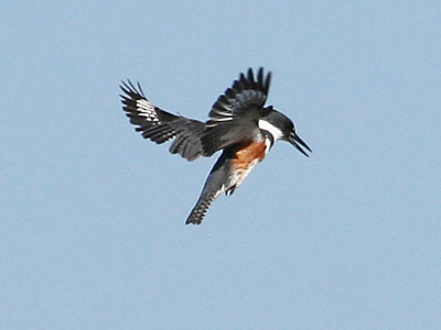 Belted Kingfisher - Presidio of San Francisco (U.S. National Park
