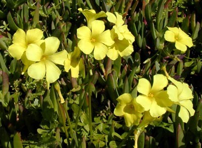 bermuda buttercup