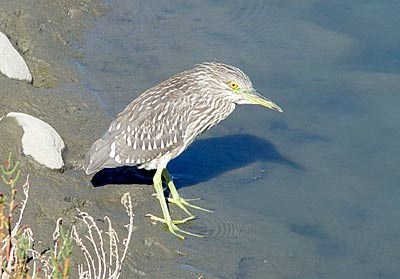 blackcrown night heron