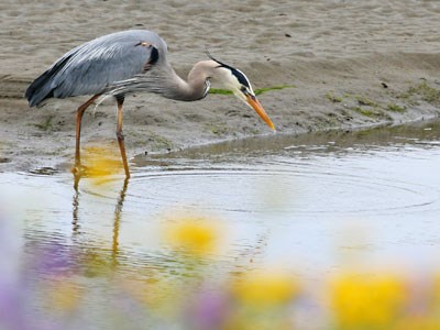 Great Blue Heron