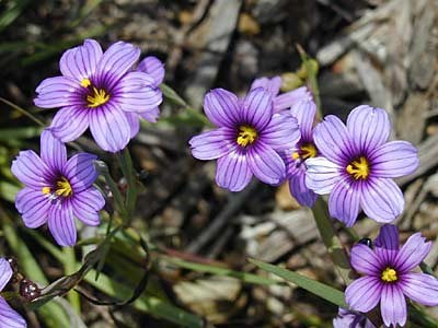 Blue-eyed Grass