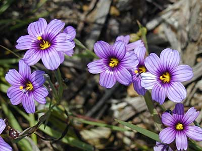 Blue Eye Grass is one of many blue wildflowers found in the Presidio