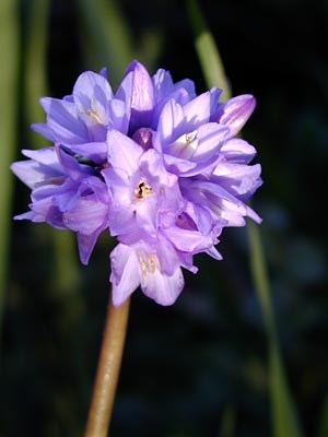 Bluedicks wildflower