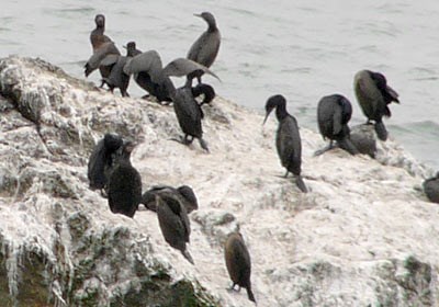 brants cormorant