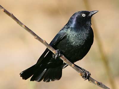 Brewer's Blackbird