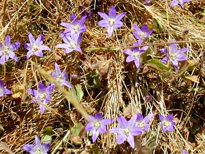 Harvest Brodiaea