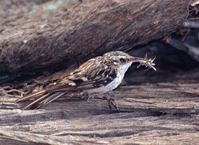 Brown Creeper - Presidio of San Francisco (U.S. National