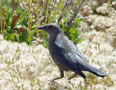 Brown-headed Cowbird