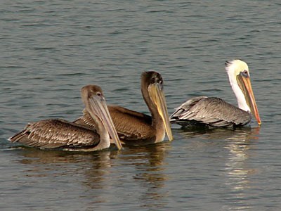 brown pelican