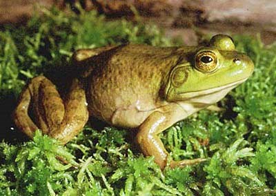 North American Bullfrog