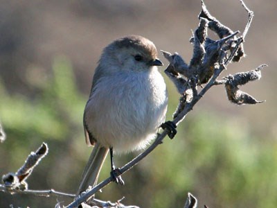 Bushtit