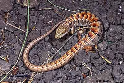 California Alligator Lizard