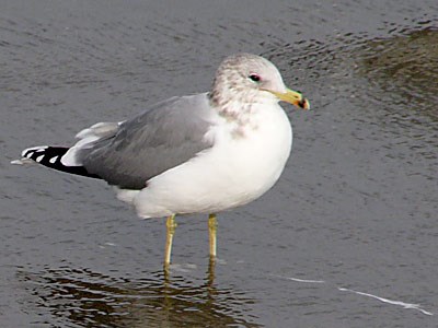 California Gull