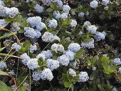 Ceanothus or Coast Blue Blossom