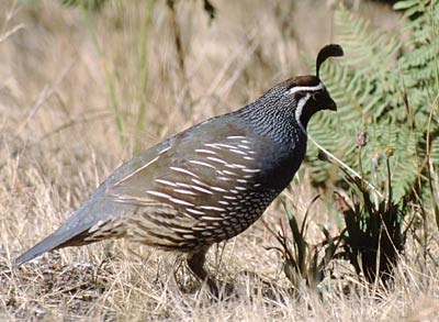 California quail