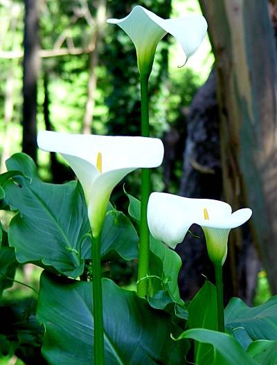 calla_lily