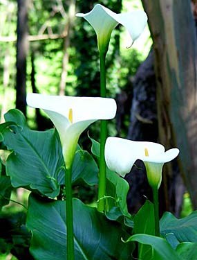 Calla lily