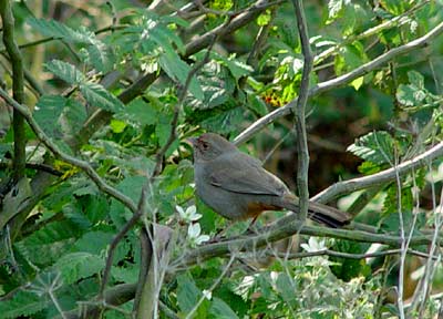 California Towhee