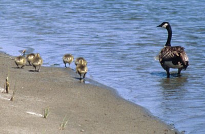 Canada Goose