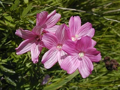 Checkerbloom
