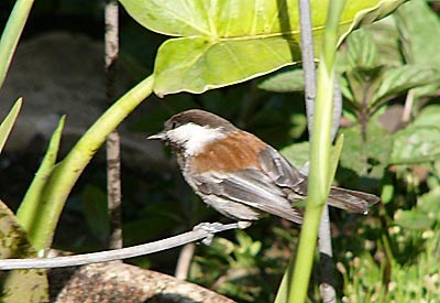 chestnut backed chickadee