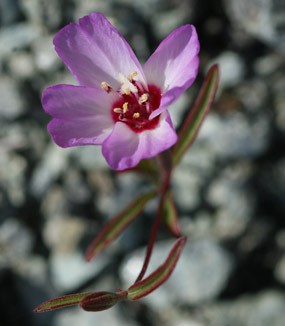 Presidio clarkia Presidio clarkia