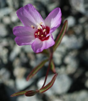 Presidio clarkia