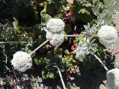 Coast Buckwheat