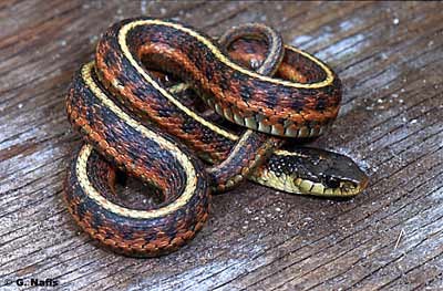 Coast Garter Snake Coast Garter Snake