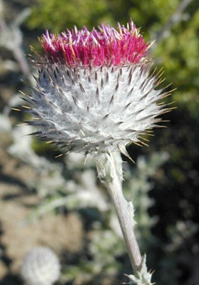 The Cobweb Thistle is one of 12 species found in the Presidio which fall in the Pink to Red category of wildflowers.
