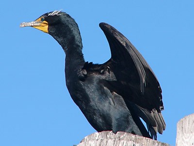 Double-crested cormorant