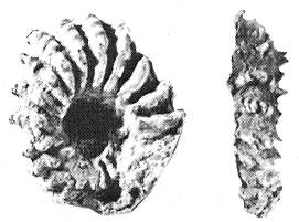 Ammonite Sandstone from Baker Beach in the Presidio