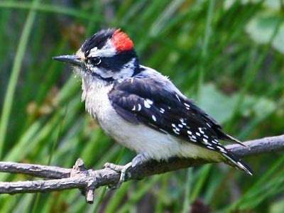 Downy woodpecker