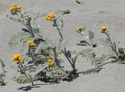 Dune Tansy