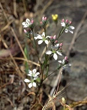 Marin Dwarf Flax