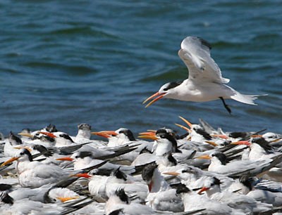 Elegant terns