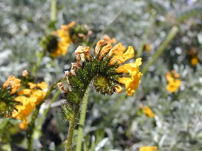 fiddleneck