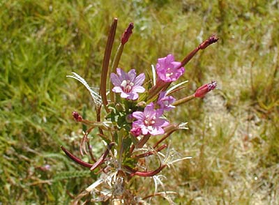 San Francisco Willow Herb