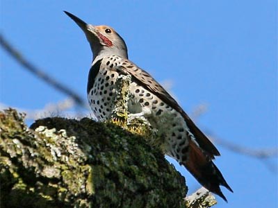 Northern Flicker