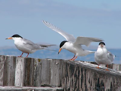 Forster,s terns