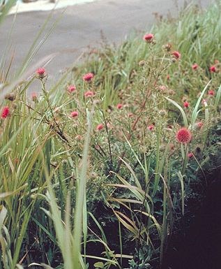 Franciscan Thistle