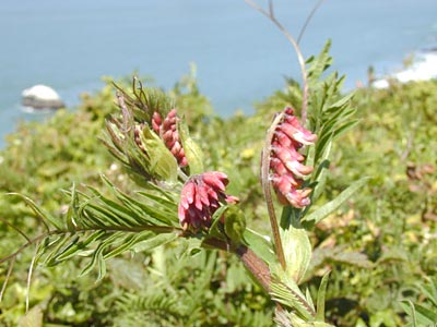 Giant Vetch