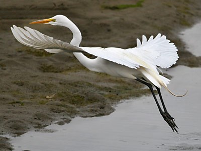 Great Egret