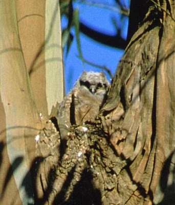 Great Horned Owl